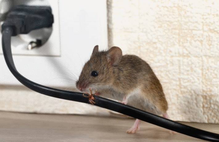 Souris Dans Les Murs Quoi Faire Tout Pratique